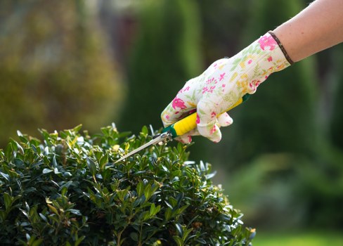 Trimmed hedge in a Vauxhall garden boundary