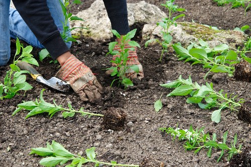 Commercial garden maintenance and hedge trimming in Vauxhall