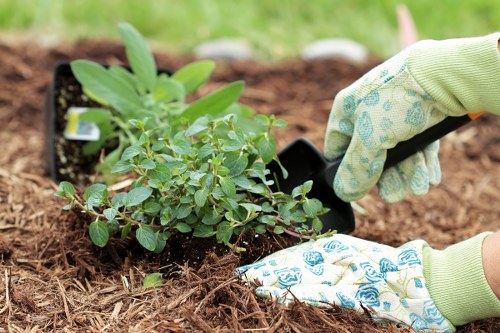 Seasonal garden maintenance in Vauxhall with healthy planting